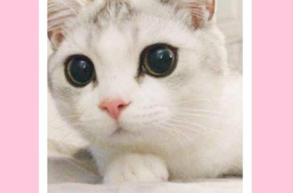 猫界の北川景子って噂になってる？👀✨