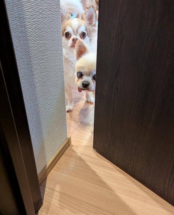 今日の覗き見。