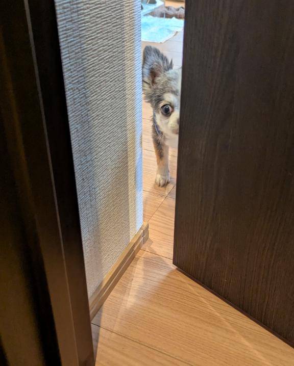 覗き見。