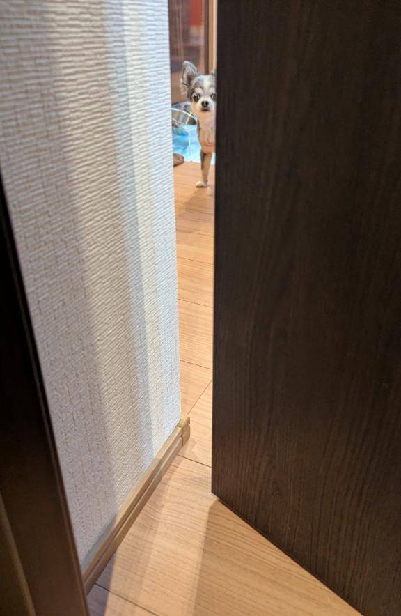 今日の覗き見。