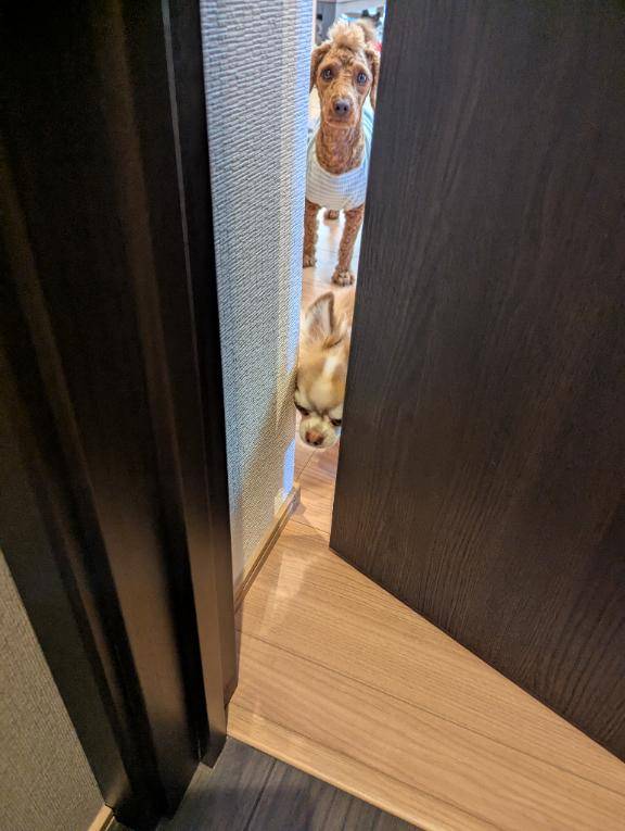 ビザ。
