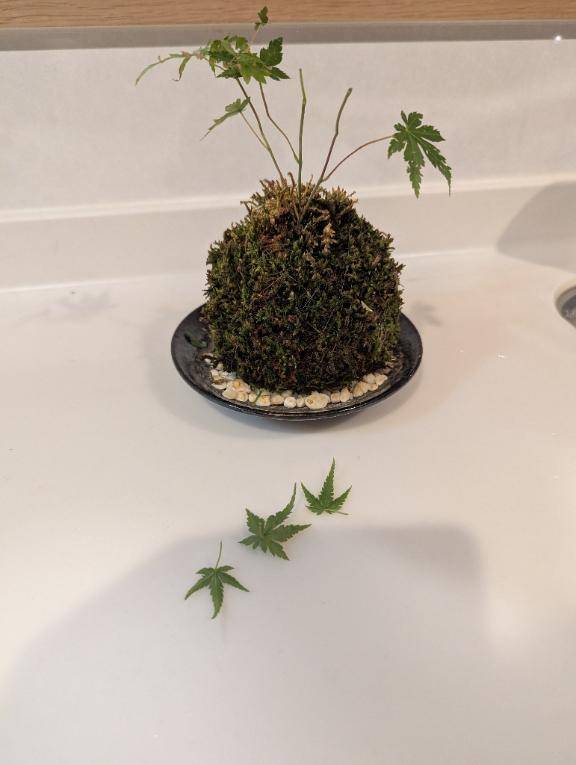 悲報。