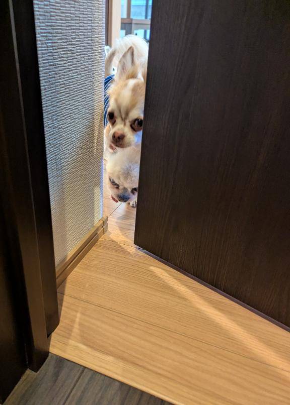 中秋の名月。