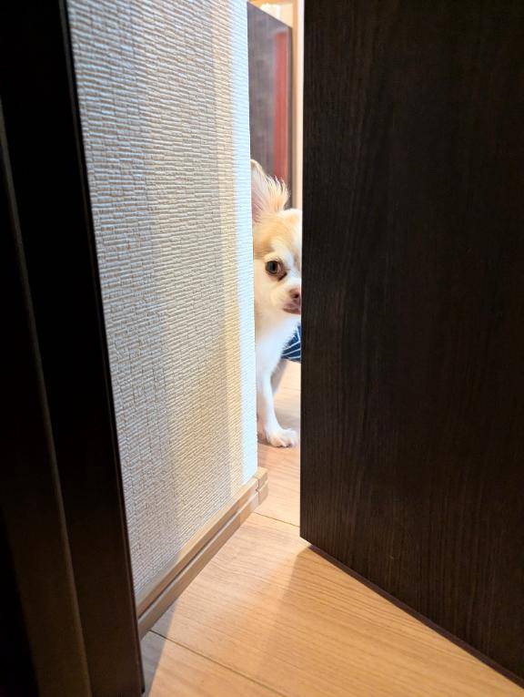 今日の覗き人。