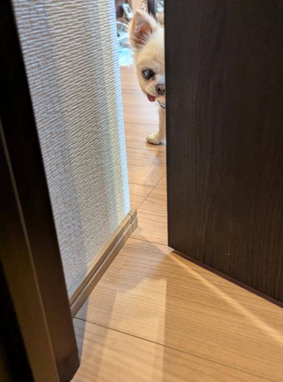 今日のワンコ。