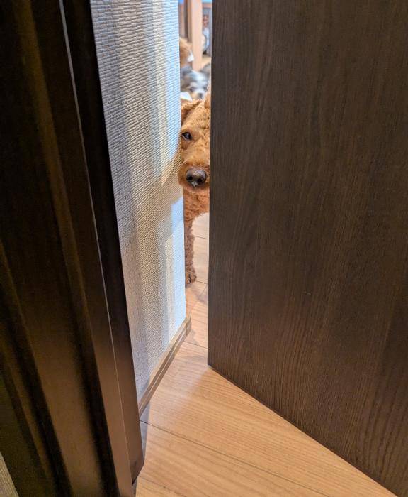 今日のワンコ。
