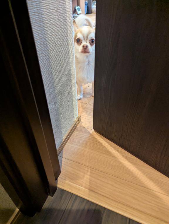 今日のワンコ。