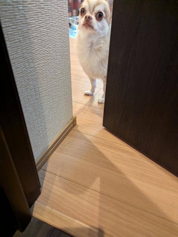 今日のワンコ。