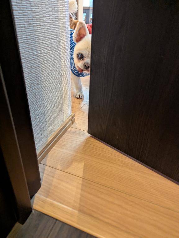 今日のワンコ。