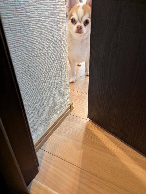 今日のワンコ。