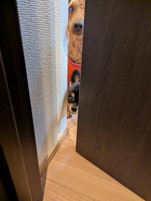 今日のワンコ。