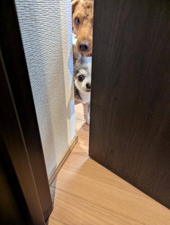 今日のワンコ。