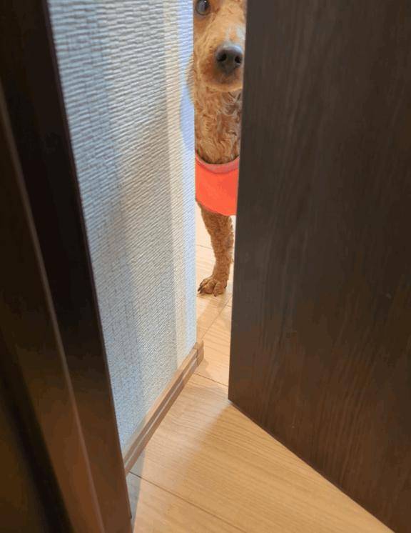 今日のワンコ。