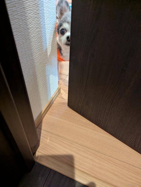 今日のワンコ。