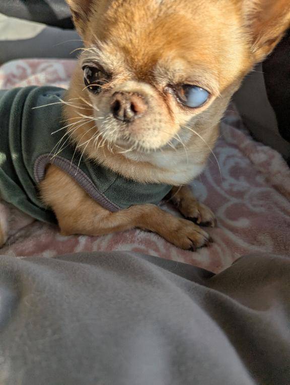 今日のワンコ。