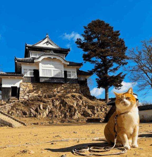 備中松山城とさんじゅーろー