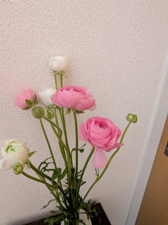 ラナンキュラス