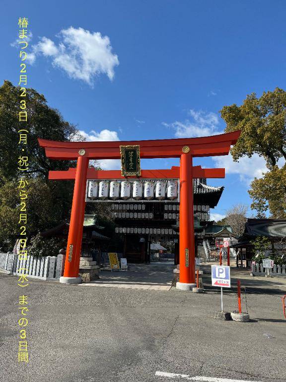 今日から椿まつり