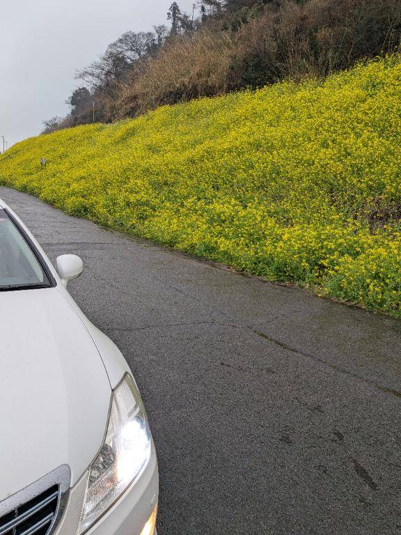 うるすみの菜の花