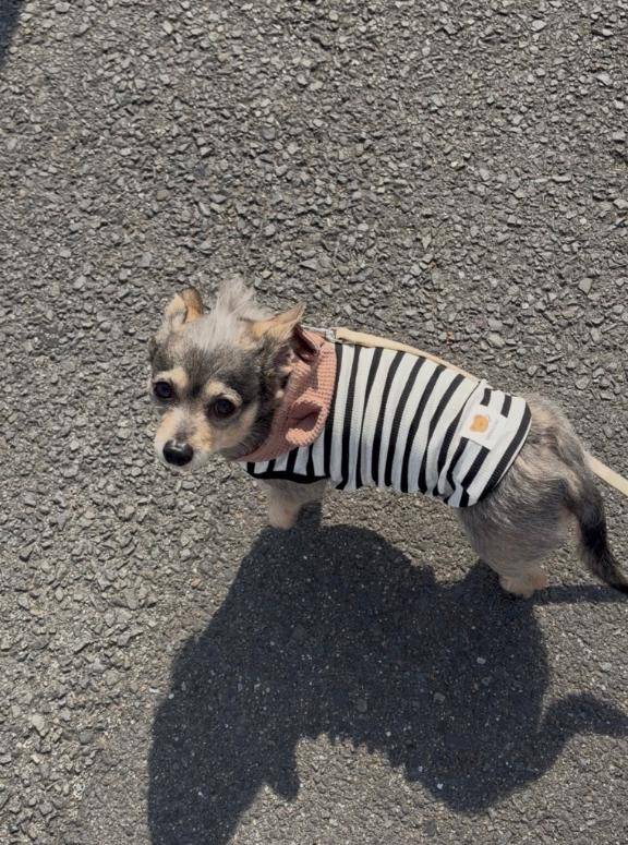 はろはろ?(* ?? ?* )?