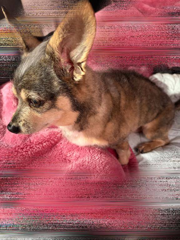 おはようございます(pω｀ゞ