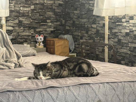 ニャンニャン?^?ω?^?