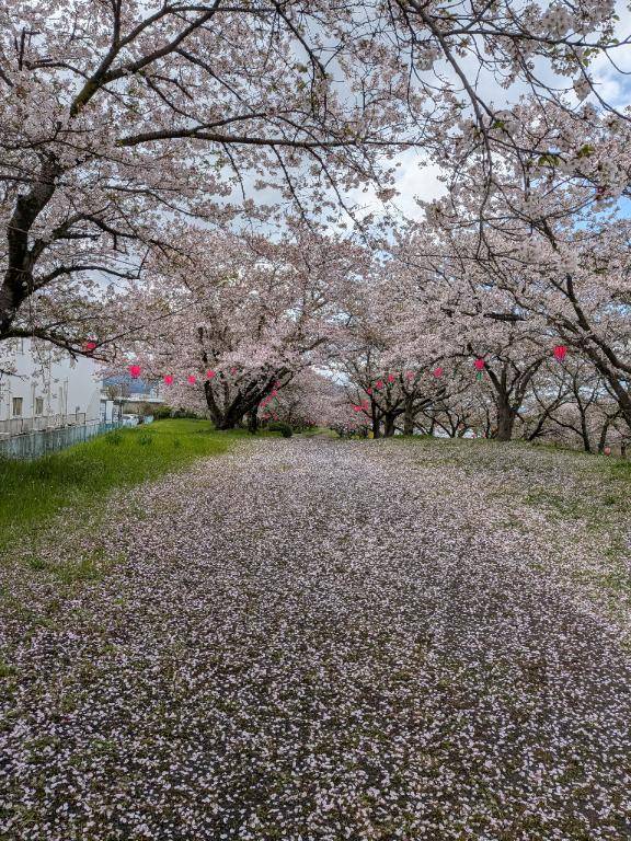 重信川沿いの桜