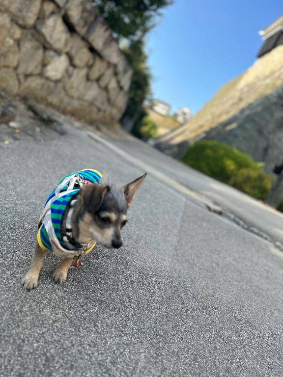 .ﾟ･*..☆.｡.:*