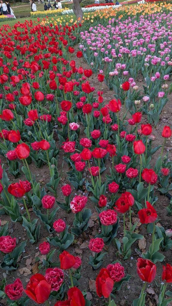 ありがとうです??