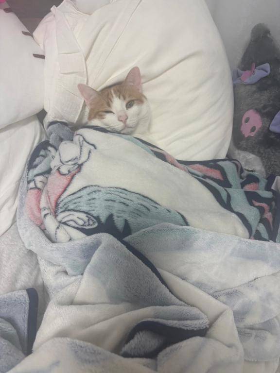 ごめんなさい?