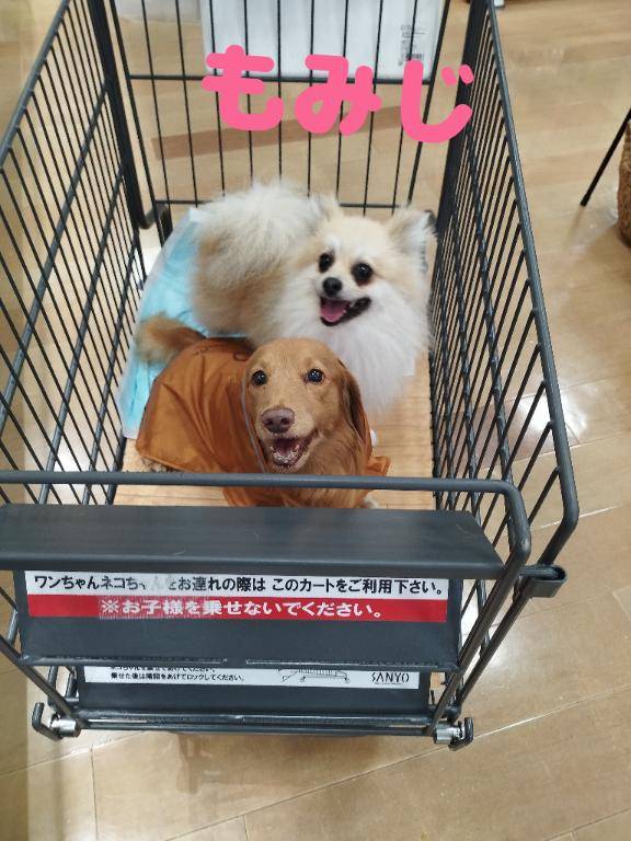 もみじ?の愛犬???