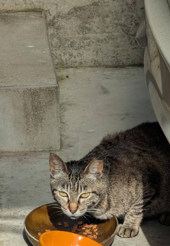 猫カフェ。