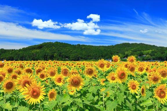 It's the first day of August( *´?`*)?*゜