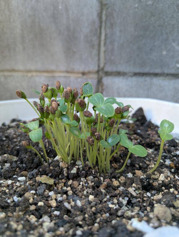 １０日目。