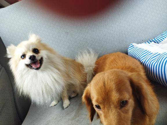 愛犬病院に連れて行きます???