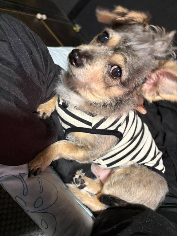 うちの愛犬自由すぎるんです??