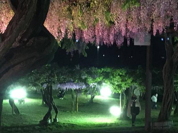 夜行性