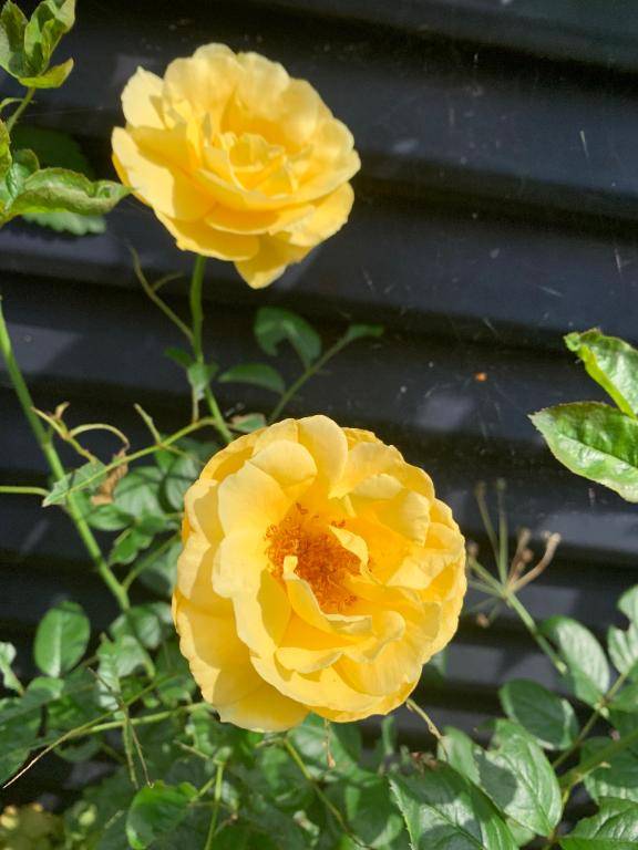 おはようございます\(//∇//)\