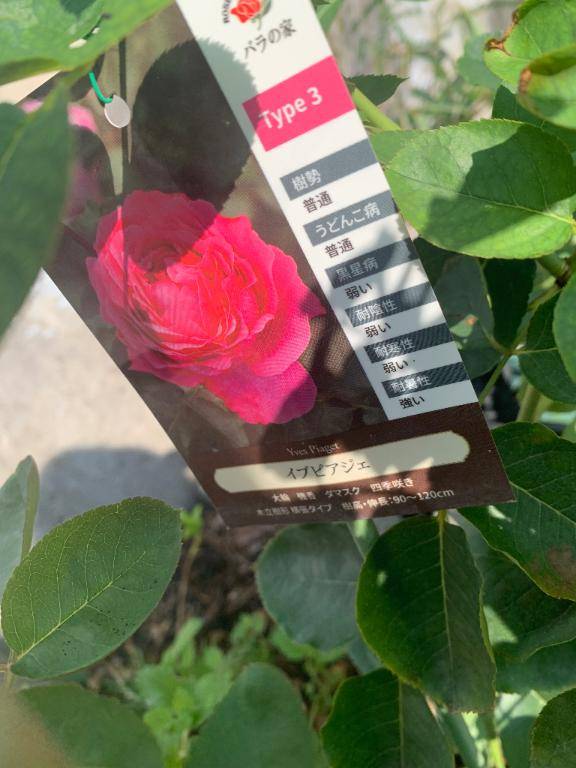 [お題]from:ラジオ体操さん