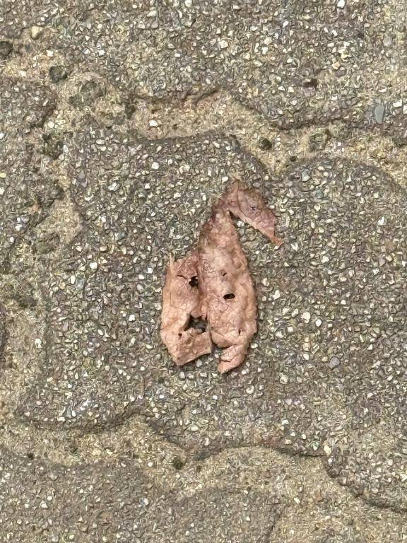 見てー(o･ω-人)??