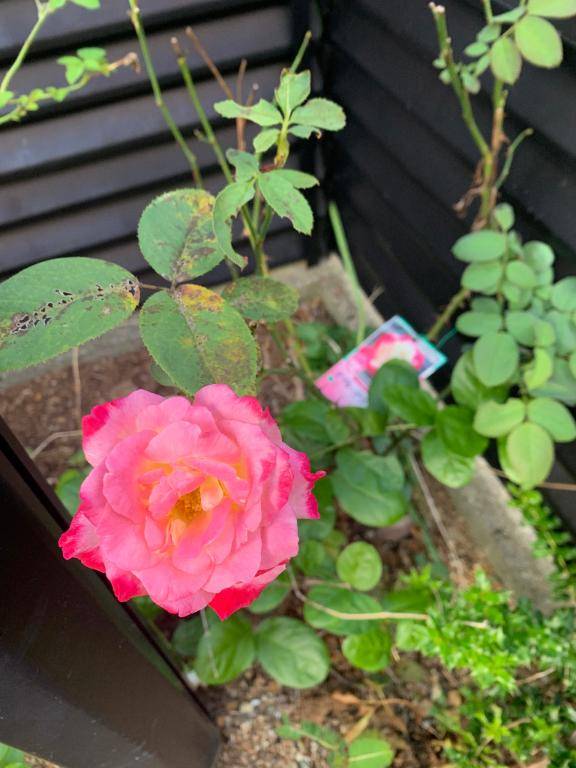 おはようございます\(//∇//)\