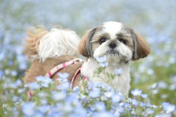 近所のシーちゃん?
