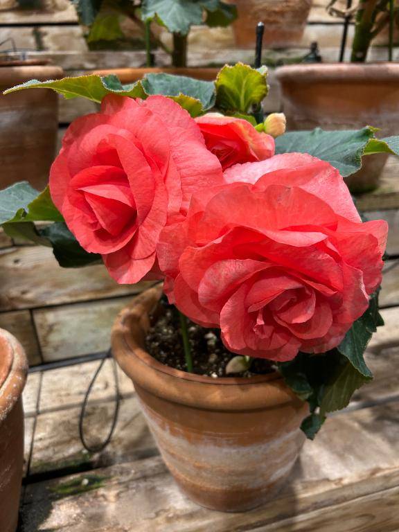 ありがとうございます(*^▽^*)