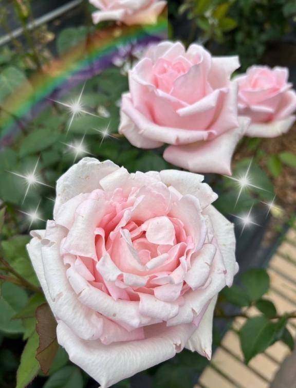 ありがとうございました?