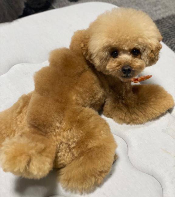 [お題]from:トイプーさん