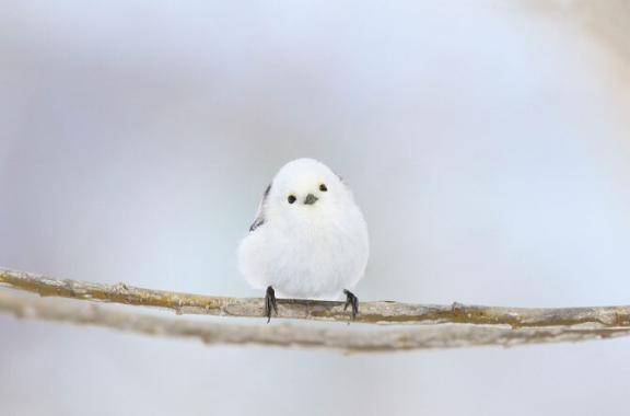 ありがとうございます?