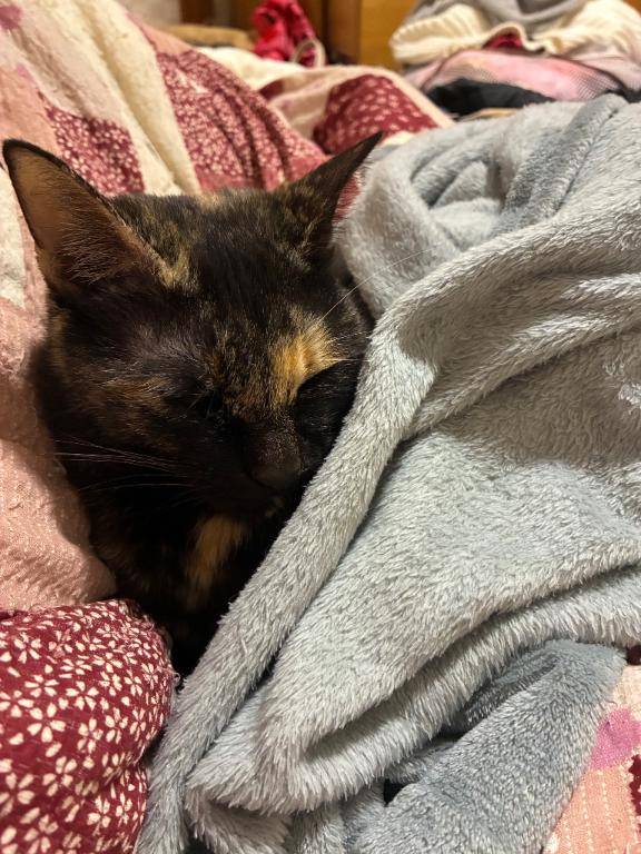 猫と猫。
