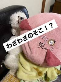 すんごいとこにおる🤣