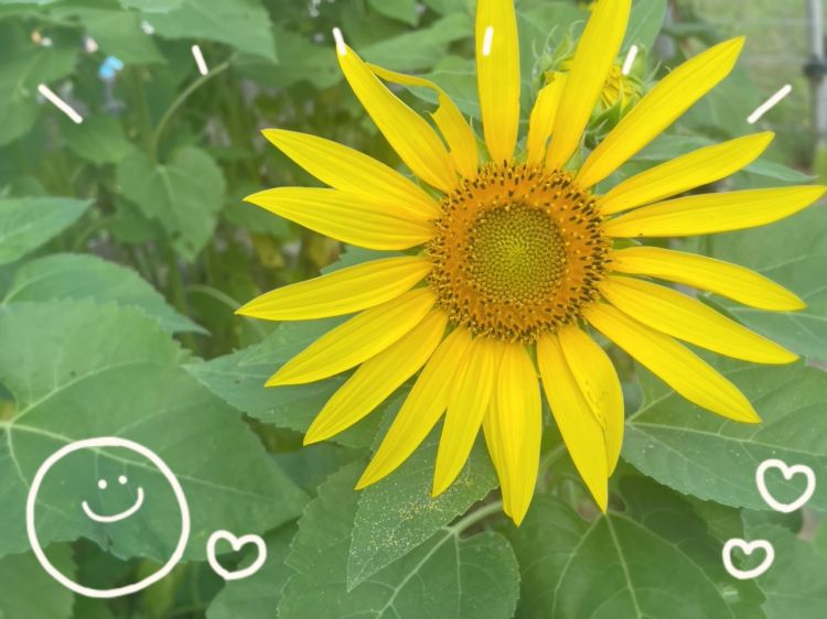お出かけ日和🌻