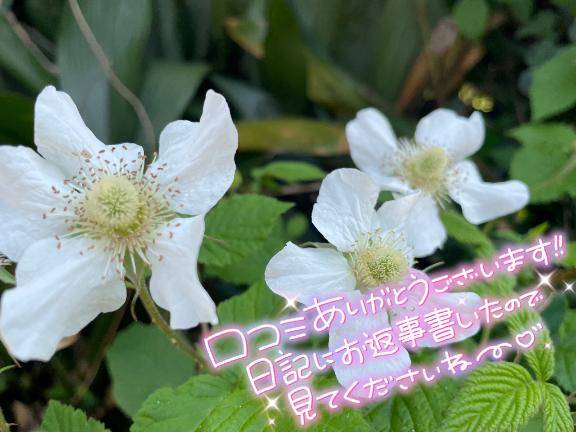 ハシモ様?